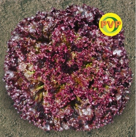Semente Alface Pira Roxa (63) (Tecnoseed) - 5.000 sementes