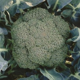 Semente Brócoli BC1691 Híbrido (Seminis) - 1.000 sementes